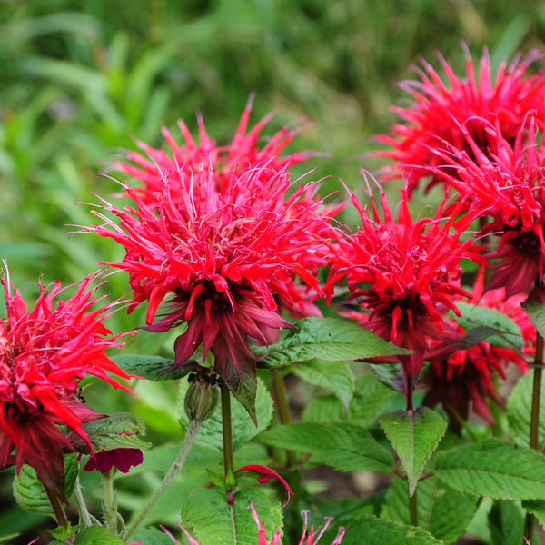 Bee Balm 'Panorama Red' 