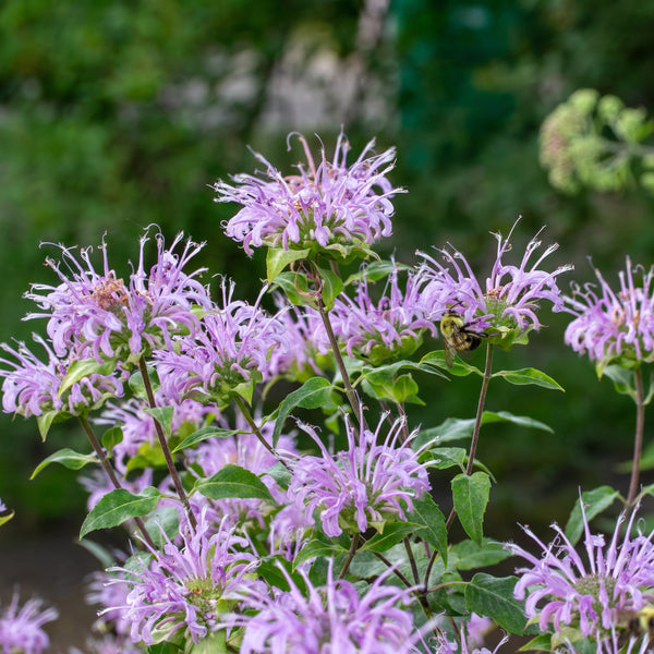 Wild Bergamot or Monarda Fistulosa