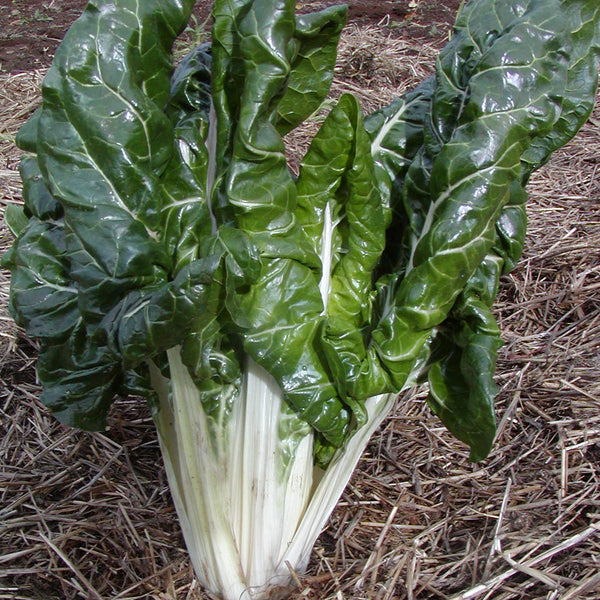 Organic Swiss Chard 'Fordhook Giant'