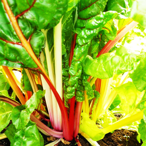 Organic 'Rainbow' Swiss Chard