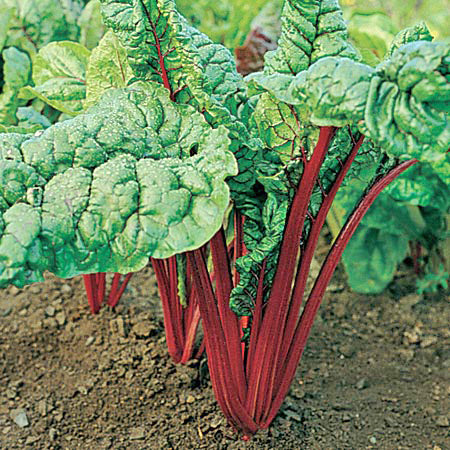 Organic 'Rhubarb' Swiss Chard