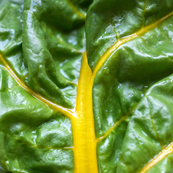 Yellow Swiss chard