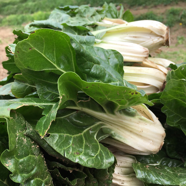 Swiss Chard 'Argentata 3'