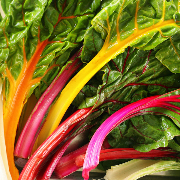 Swiss Chard 'Rainbow' ( Beta vulgaris )