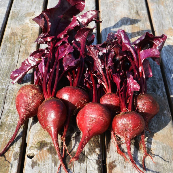 Organic 'Bull's Blood' Beetroot