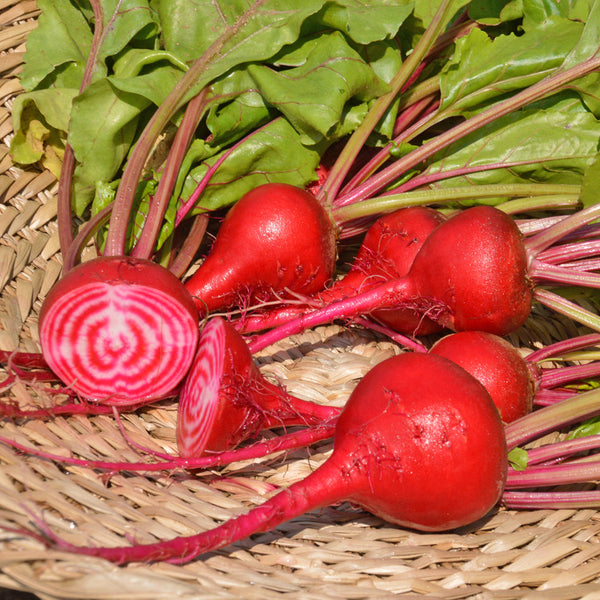 Organic 'Chioggia' beetroot