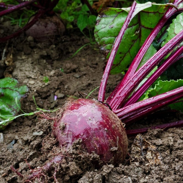 Beetroot 'Crosby's Egyptian' Organic