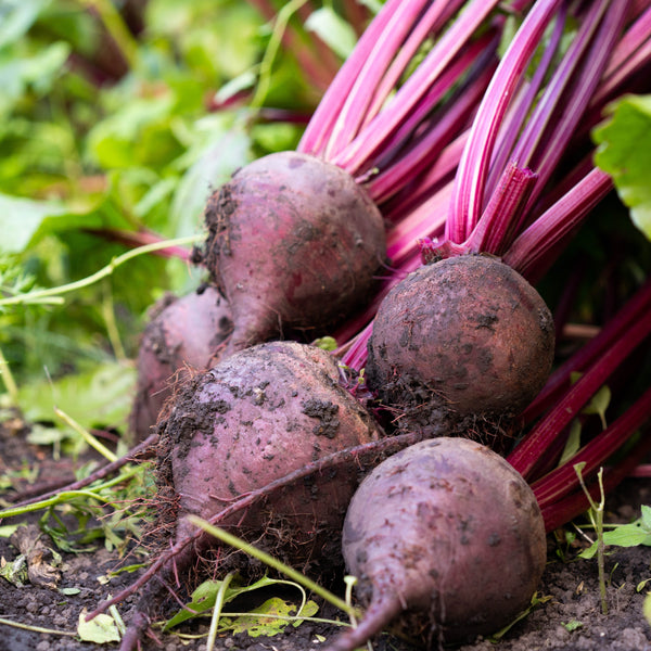 Organic 'Detroit' Beetroot