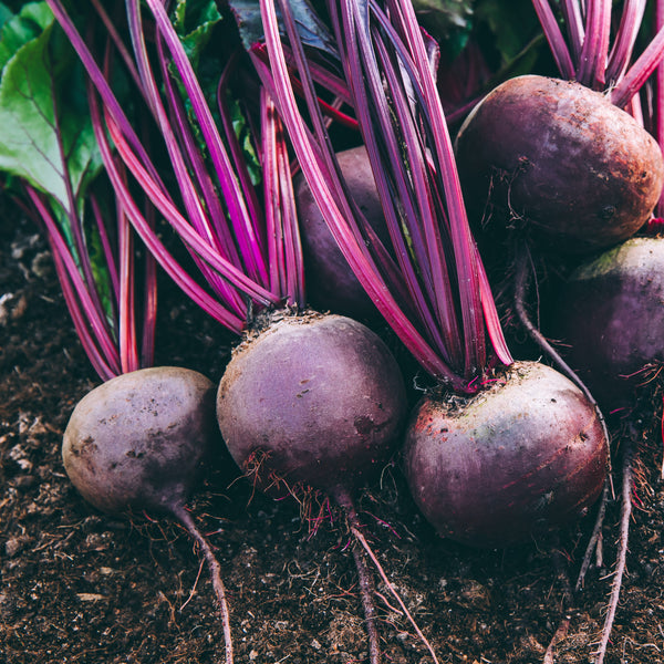 Organic 'Early Wonder' Beetroot