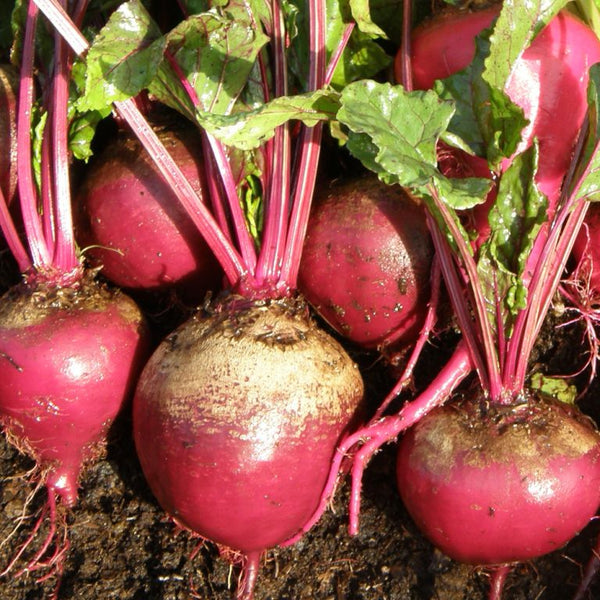 Organic 'Early Wonder Tall Top' beetroot