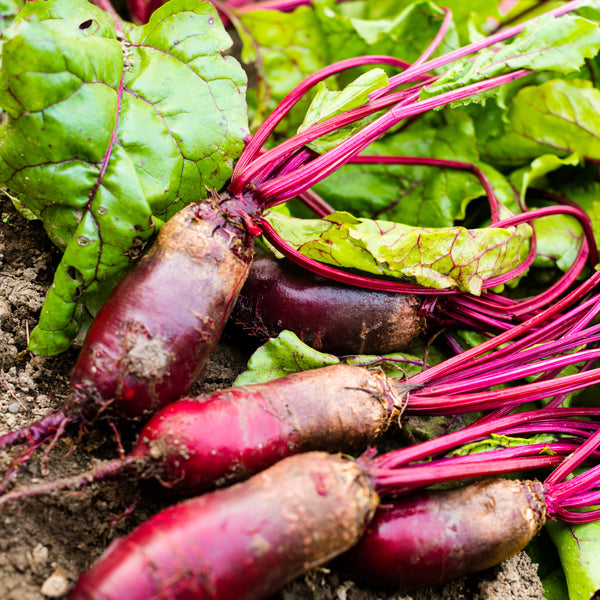 Organic 'Formanova' beetroot