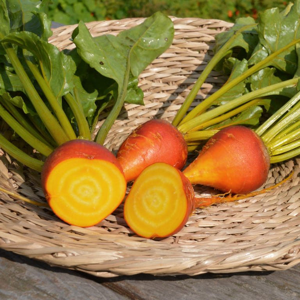 Organic 'Touchstone Gold' Yellow Beetroot