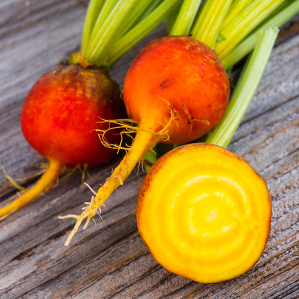 Organic 'Touchstone' Yellow Beetroot