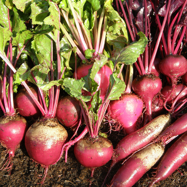 Organic mixed beetroot