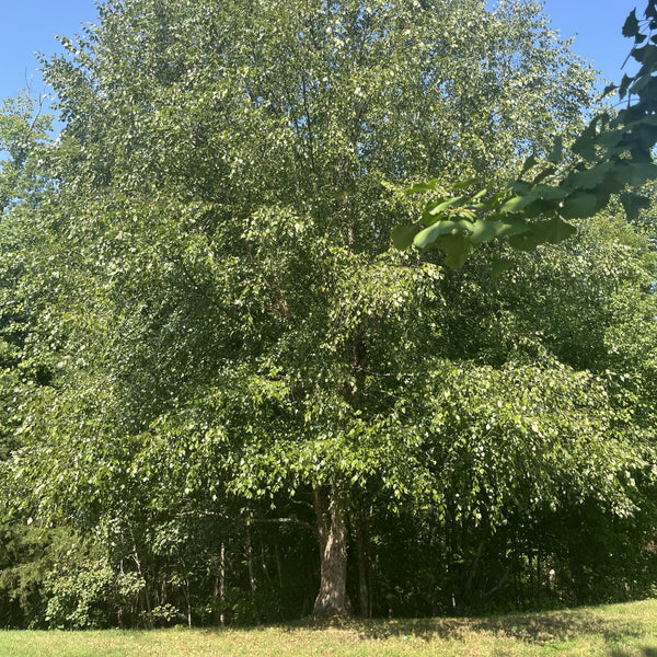 Old field birch