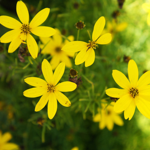 Bidens 'Golden Eye'