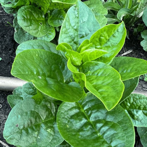 Organic large round leaf Malabar spinach