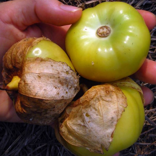 Tomatillo 'Gaia's Big' bio