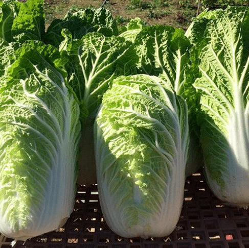 Napa Cabbage 'Bilko F1' organic