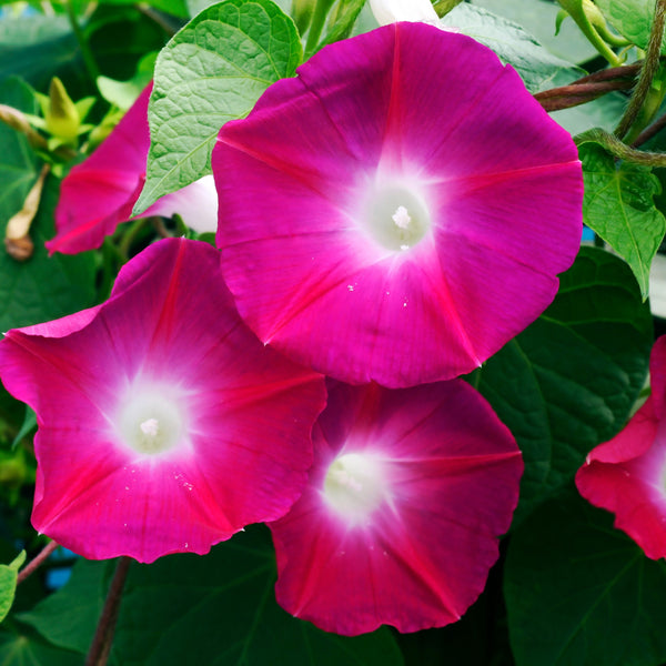 Morning Glory ‘Crimson Rambler’