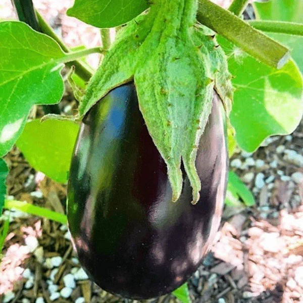 Aubergine 'Black Beauty' bio