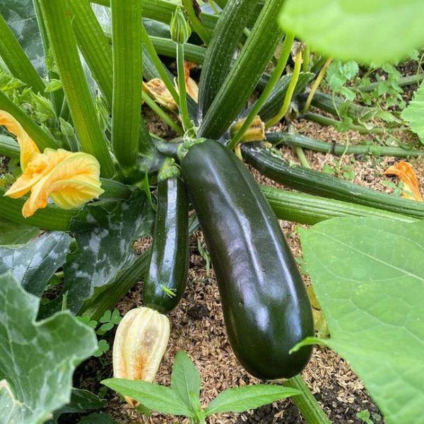 Zucchini 'Black Beauty' organic