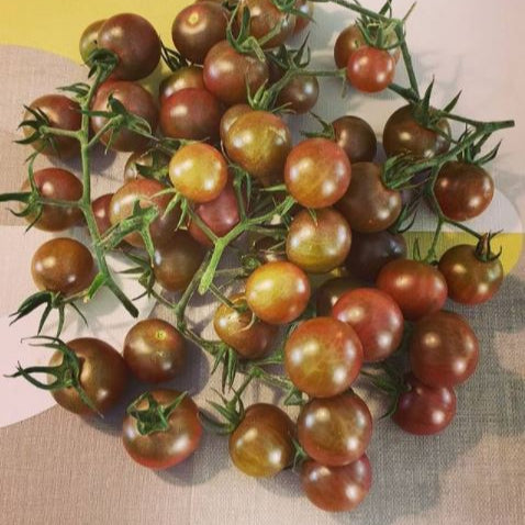 Tomato 'Black Cherry' organic