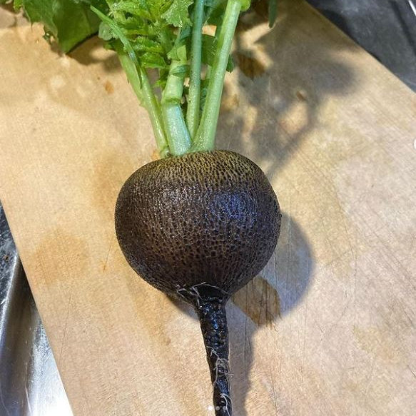 Organic 'Black Spanish Round' radish