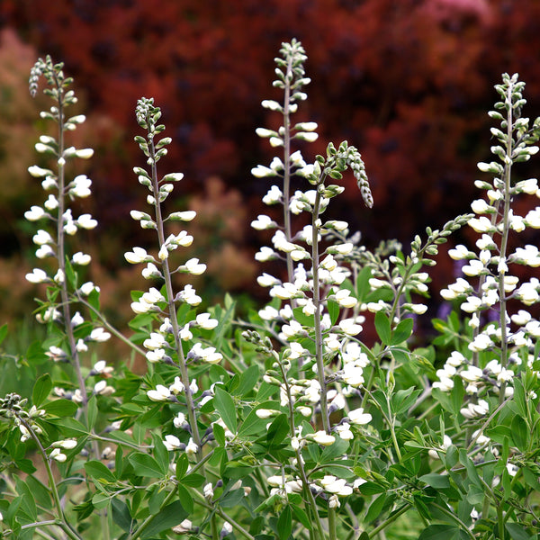 Indigo Sauvage 'Blanc'