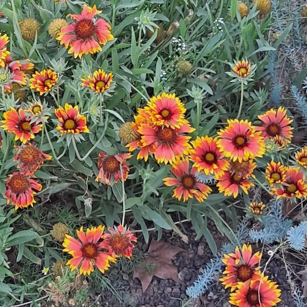 Gaillarde 'Blanket Flower' bio