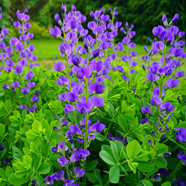 Wild Blue Indigo