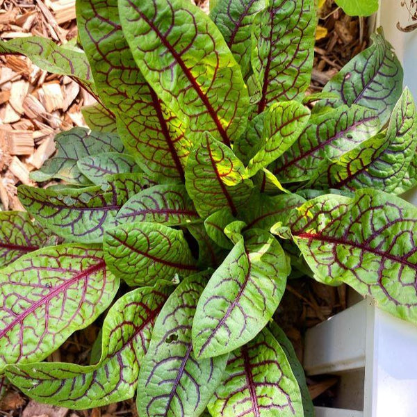 Blood sorrel organic