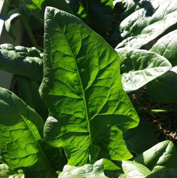 Organic 'Bloomsdale Long Standing' Spinach