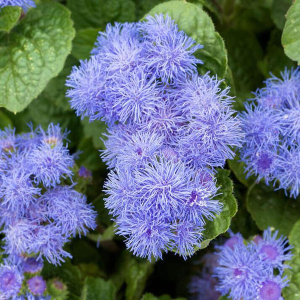 Ageratum Blue Mink