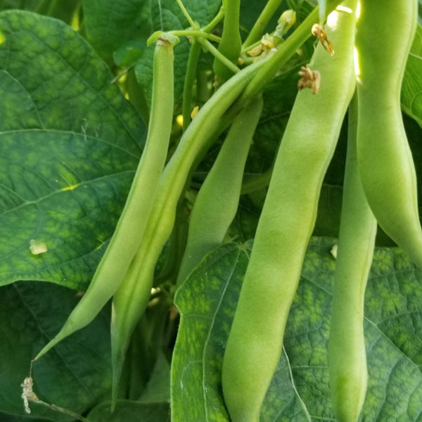 Organic 'Blue Jay' Bean