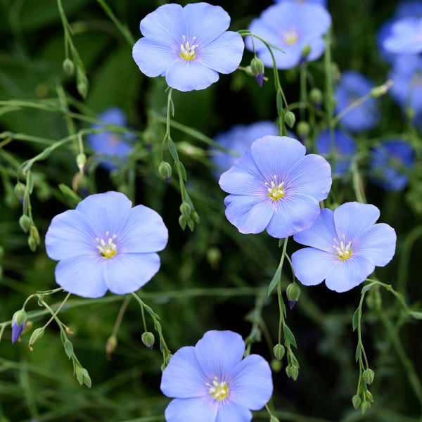 Blue Flax