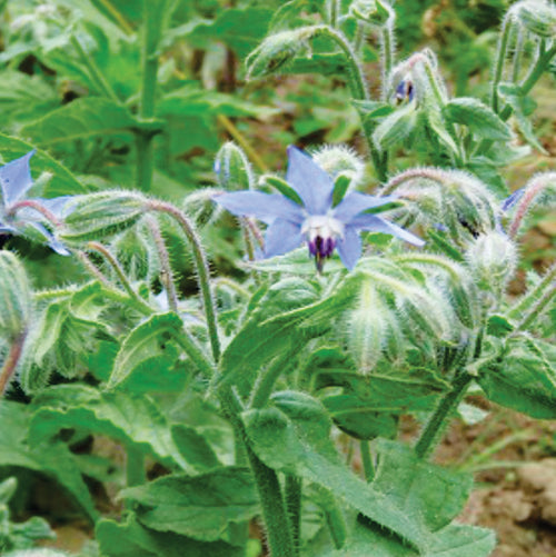 Borage officinalis