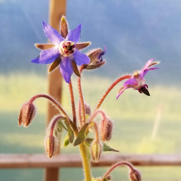 Borage