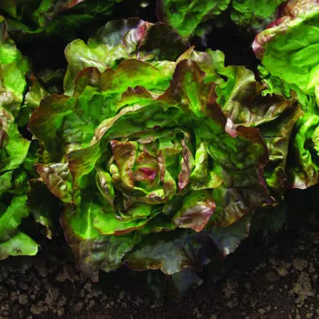 Edox Red Boston Lettuce