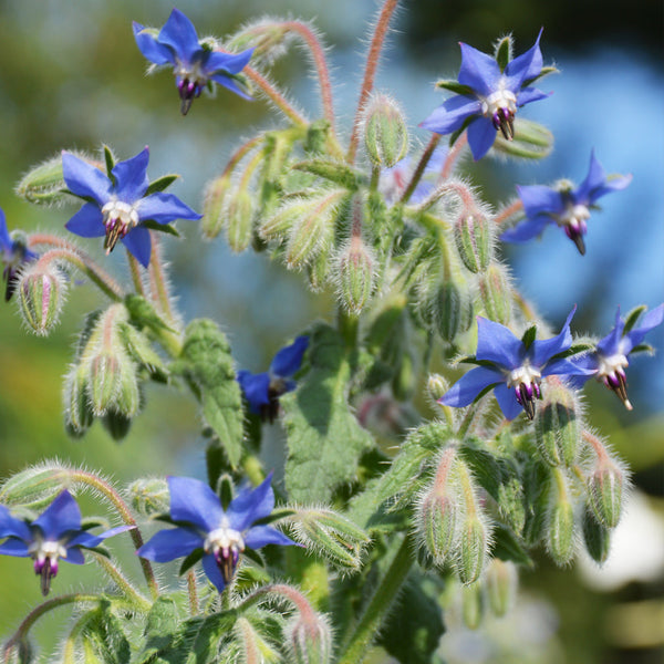 Organic borage