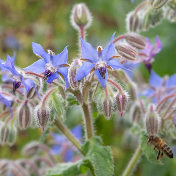 Bourrache officinale