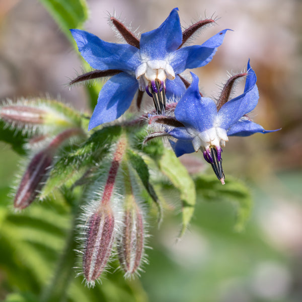 Bourrache officinale