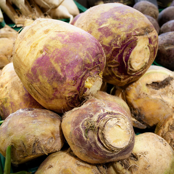 Rutabaga Laurentien