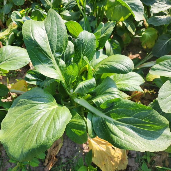 Shanghai Bok Choy  (Brassica rapa)