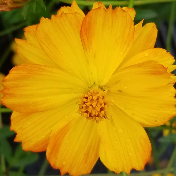 Cosmos 'Bright Lights' organic