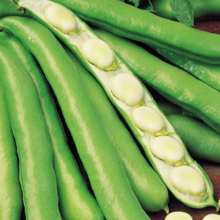 Extra early bean 'Fava Bianco'