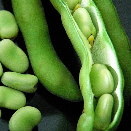 Fève 'Fava Super Aguadulce'