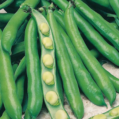 Bean 'Fava Supersimonia'