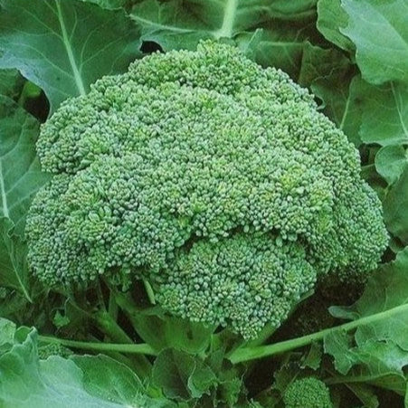 Brocoli 'Calabrese Precoce'