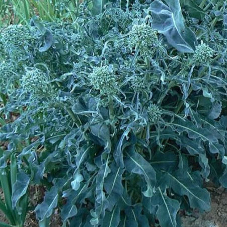 Broccoli 'Spigariello A Getti di Napoli'